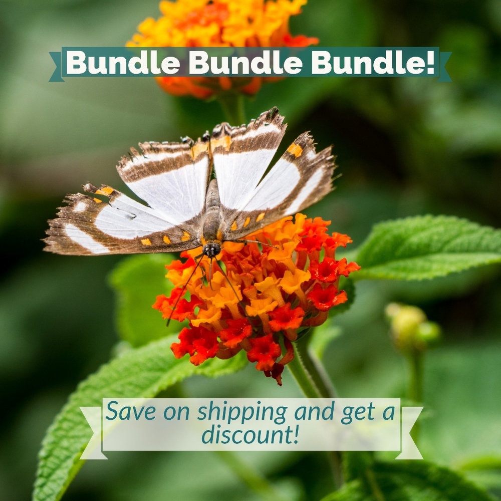 Multiple items for only one shipping fee!